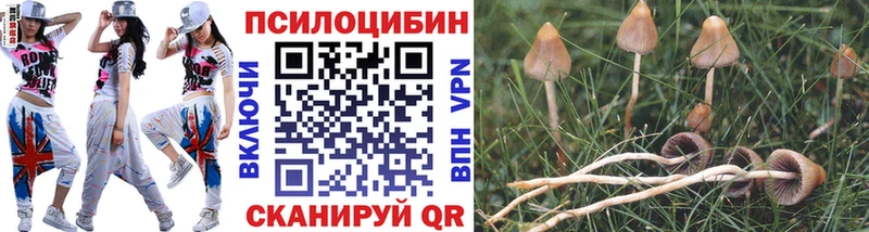 blacksprut   Судак  Галлюциногенные грибы Psilocybe  где продают наркотики 